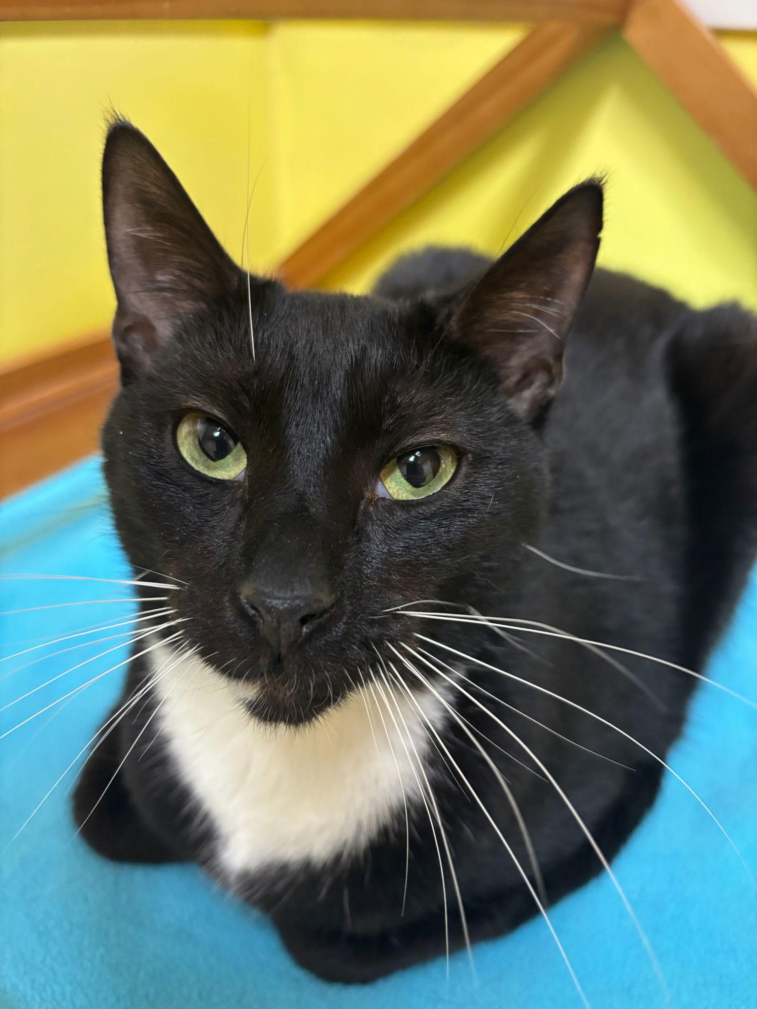 Oliver, Adoptable, Young Male Domestic Short Hair.