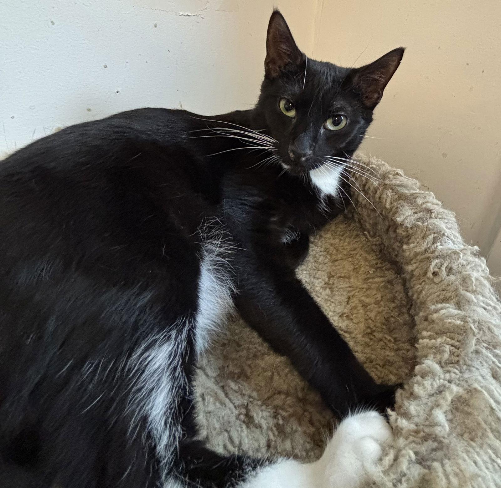 Enlarge Oliver, a Adoptable Domestic Short Hair in Hopewell, VA image 3/3
