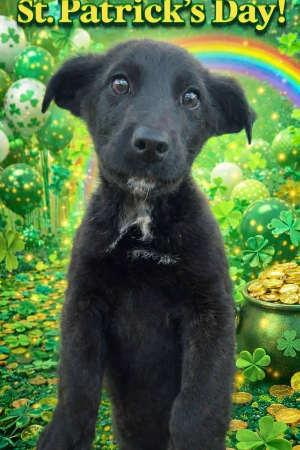 Enlarge Stewie, a ADOPTABLE mixed breed in East Haddam, CT image 1/1