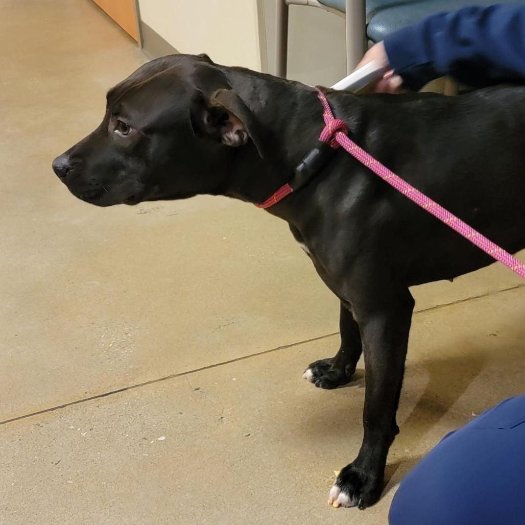 Enlarge Betty Spaghetti, a Adoptable Pit Bull Terrier in Baltimore, MD image 1/1