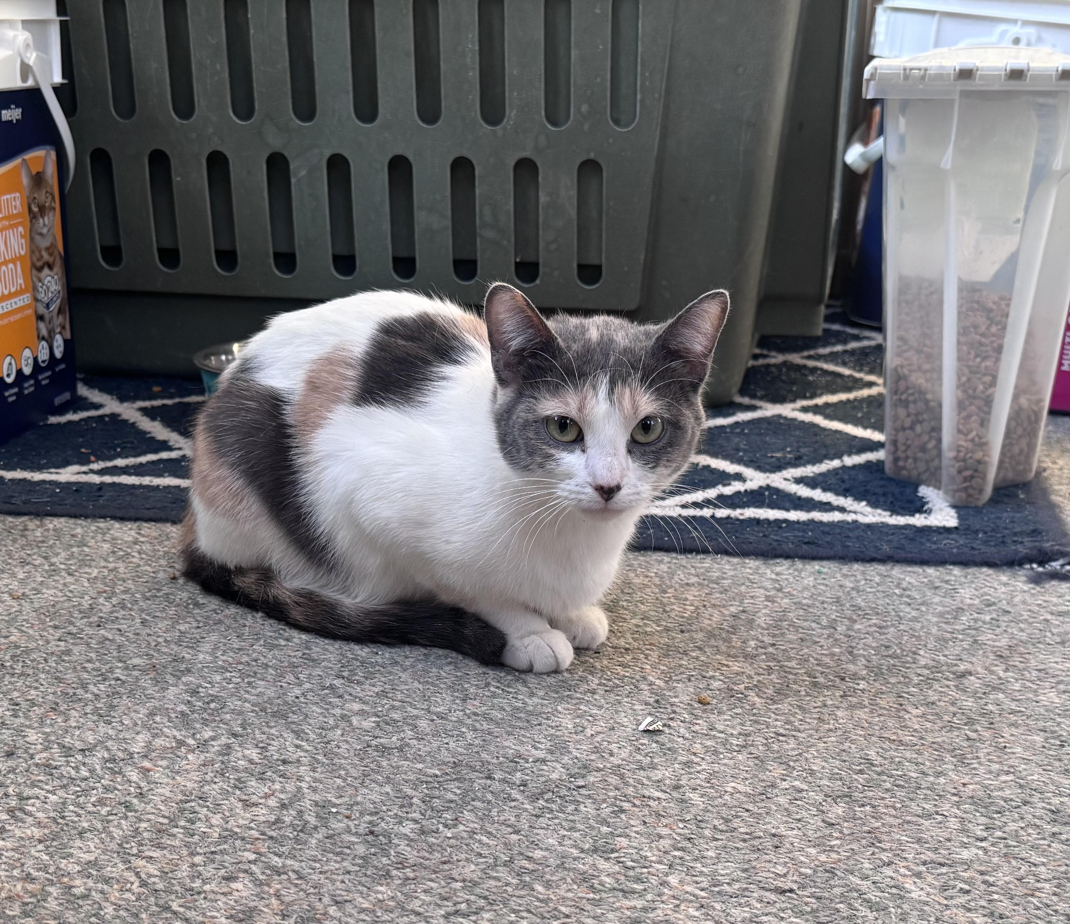 Enlarge Bella, an adopted mixed breed in Crystal Lake, IL image 2/3