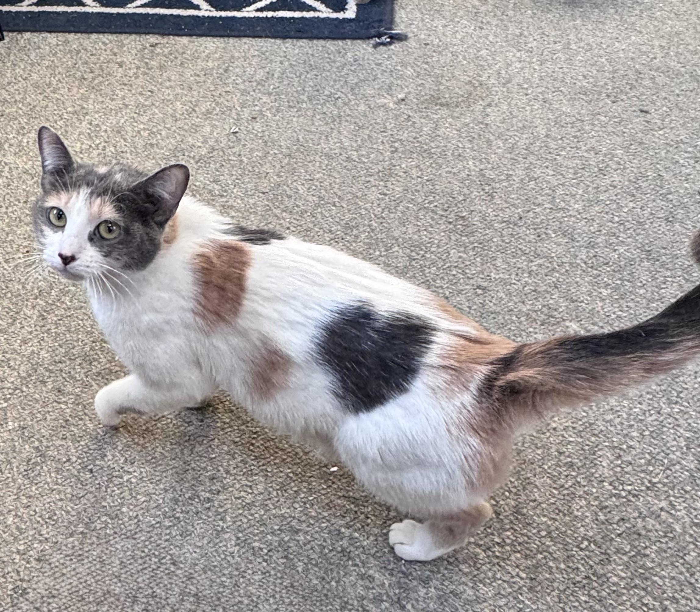 Enlarge Bella, an adopted mixed breed in Crystal Lake, IL image 1/3