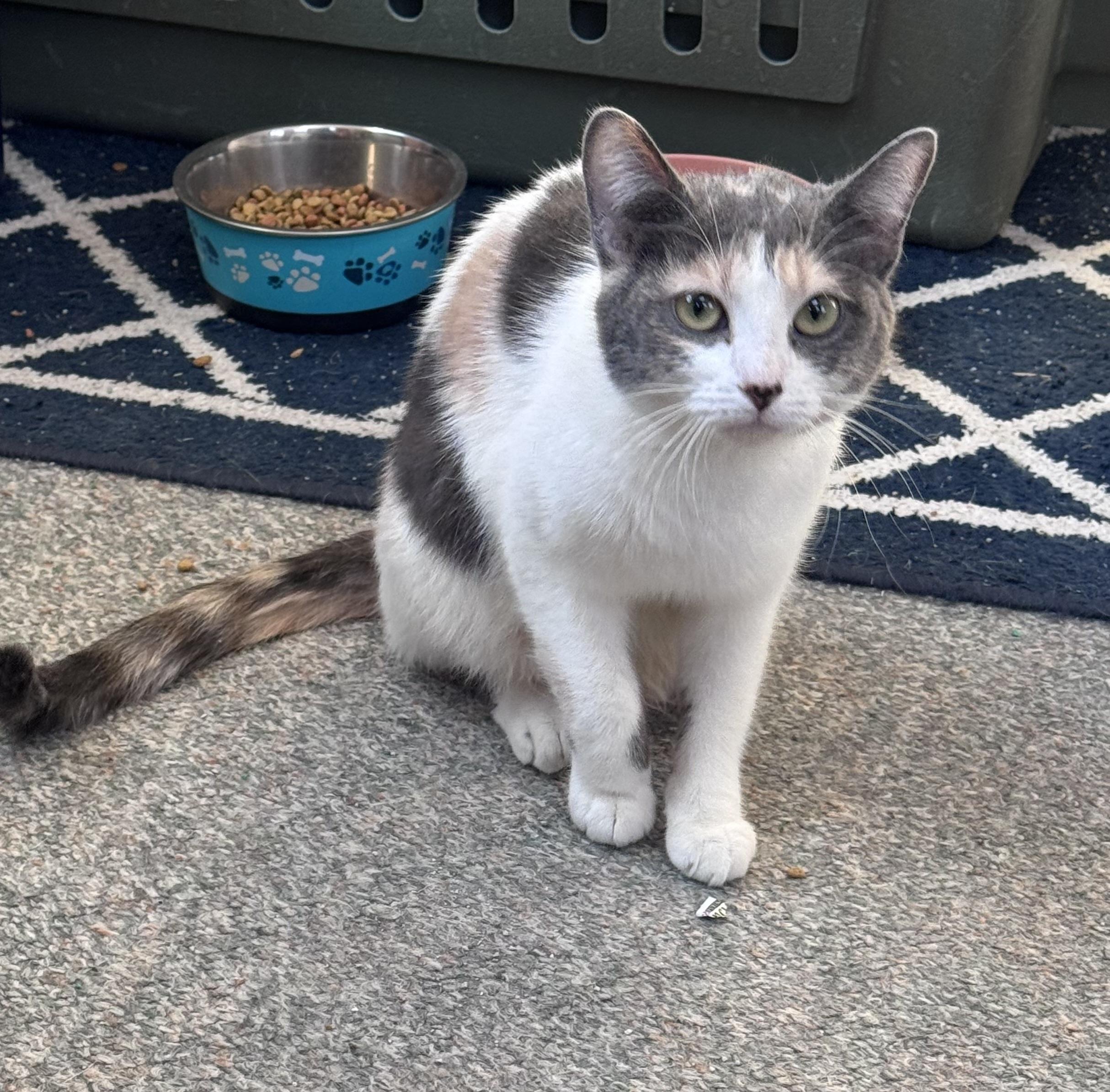 Enlarge Bella, an adopted mixed breed in Crystal Lake, IL image 3/3