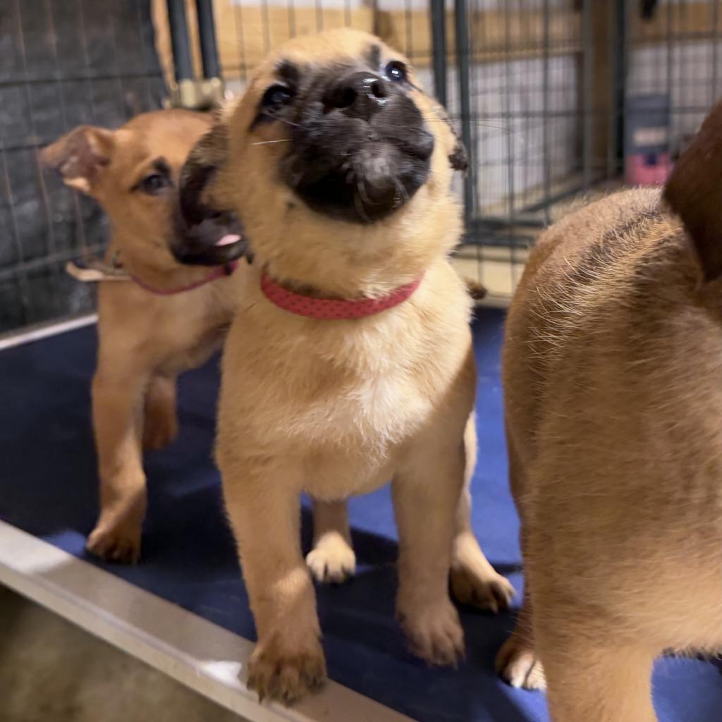 Enlarge Toomey, a Adoptable Belgian Shepherd / Malinois in Duck River, TN image 1/5