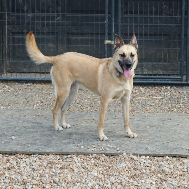 Enlarge Toomey, a Adoptable Belgian Shepherd / Malinois in Duck River, TN image 2/5