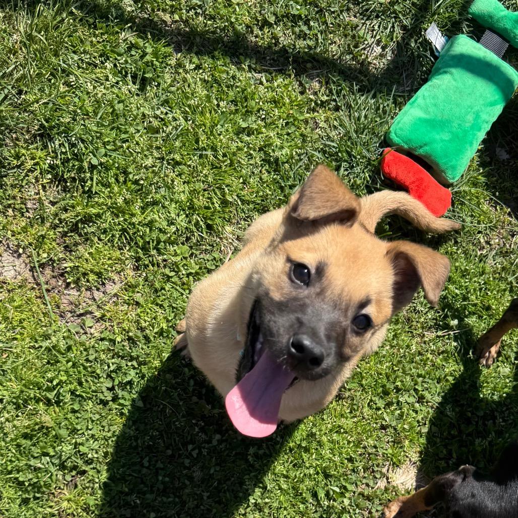 Enlarge Toomey, a Adoptable Belgian Shepherd / Malinois in Duck River, TN image 4/5