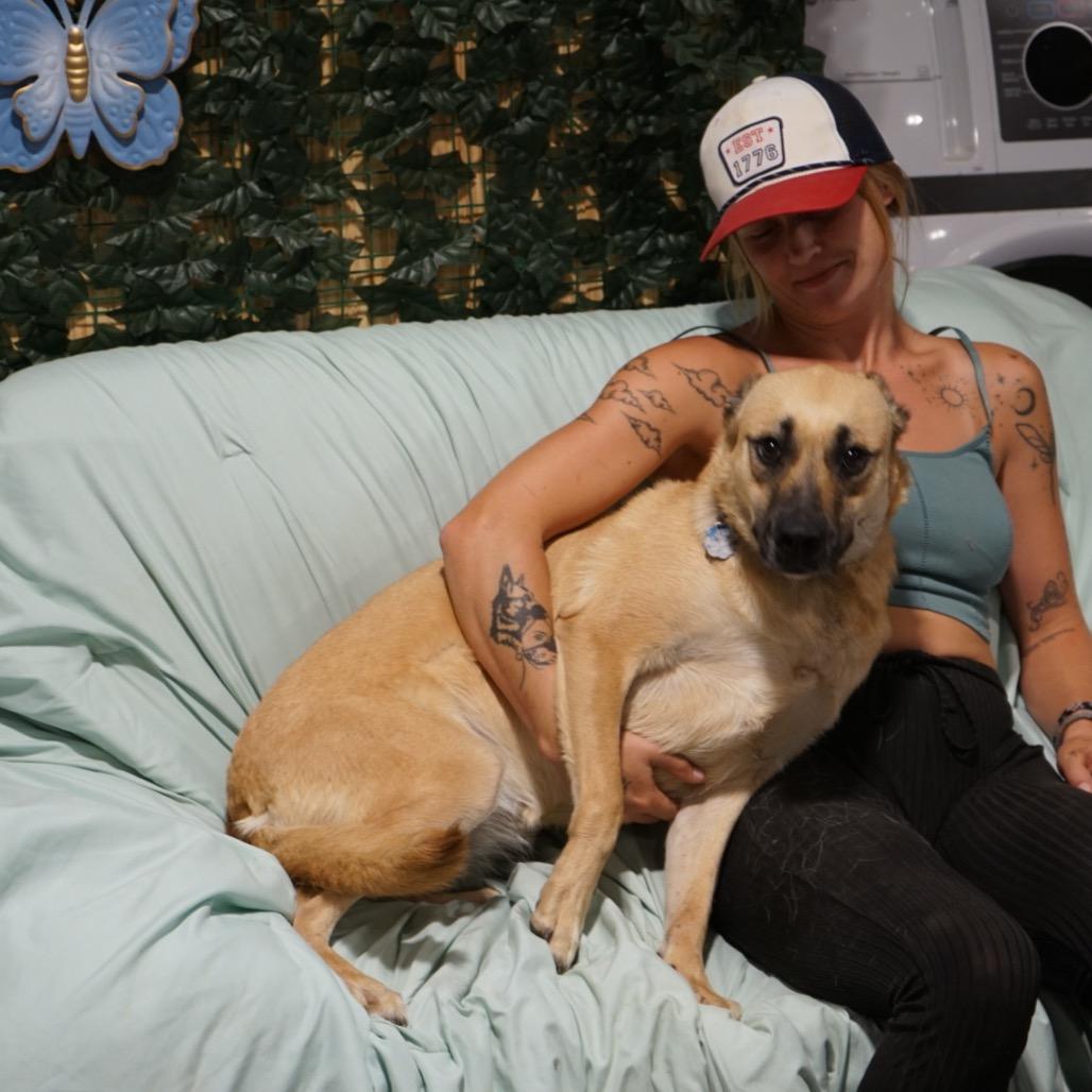 Enlarge Toomey, a Adoptable Belgian Shepherd / Malinois in Duck River, TN image 5/5