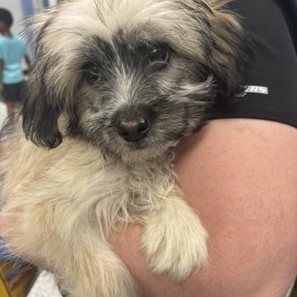 Petunia, adopted, Young Female Havanese.