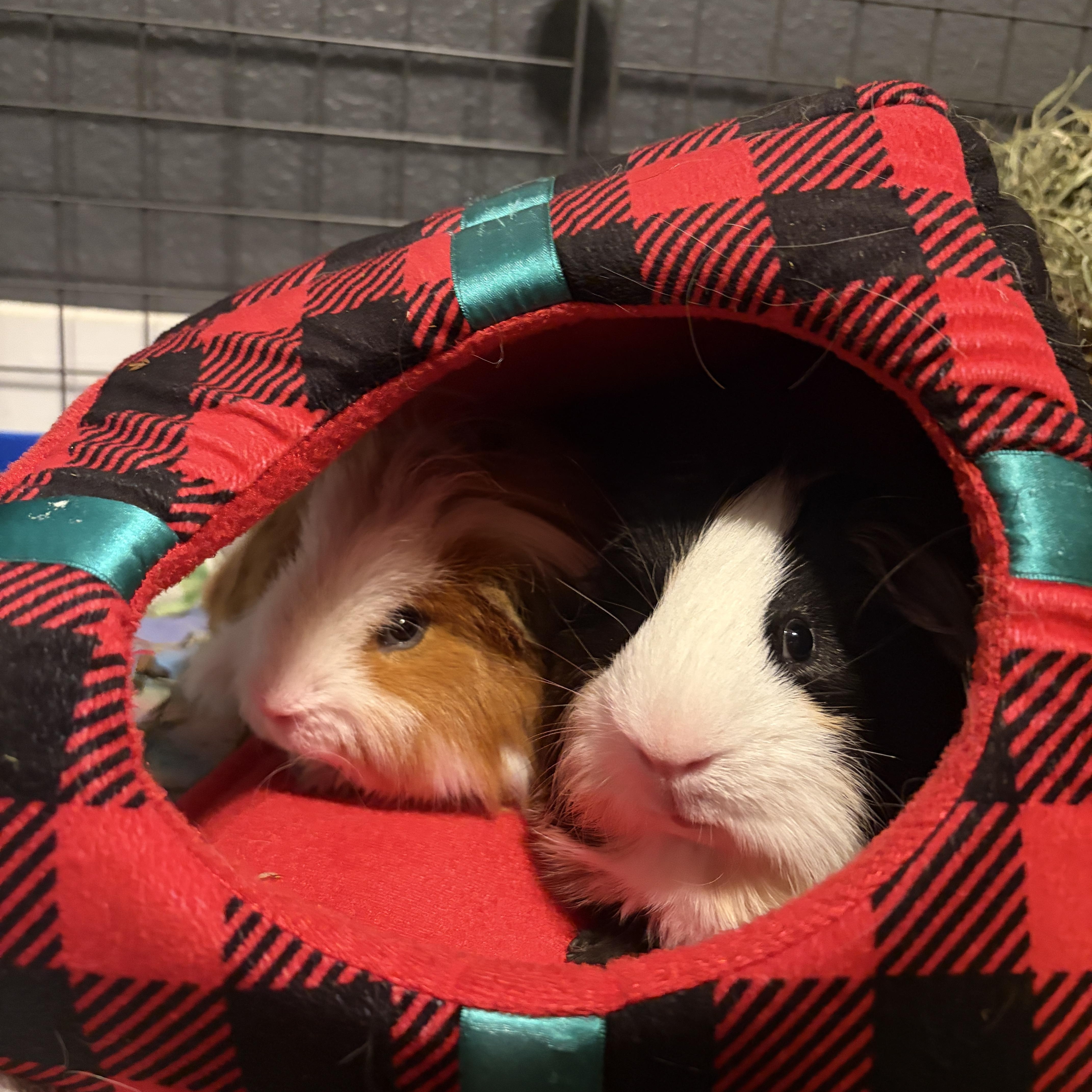 Enlarge Wayne & Garth, a Adoptable Guinea Pig in Austin, TX image 2/3