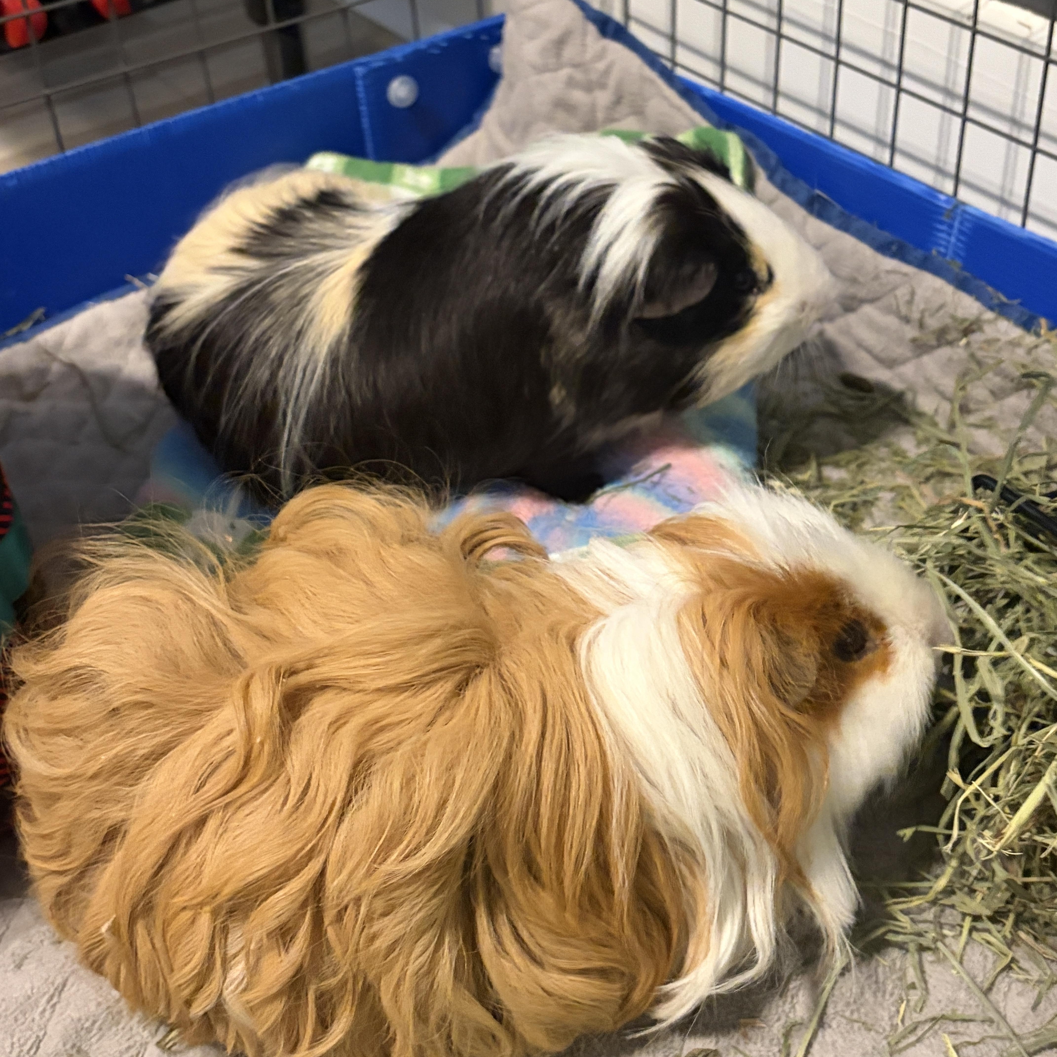 Wayne & Garth, Adoptable, Adult Male Guinea Pig.