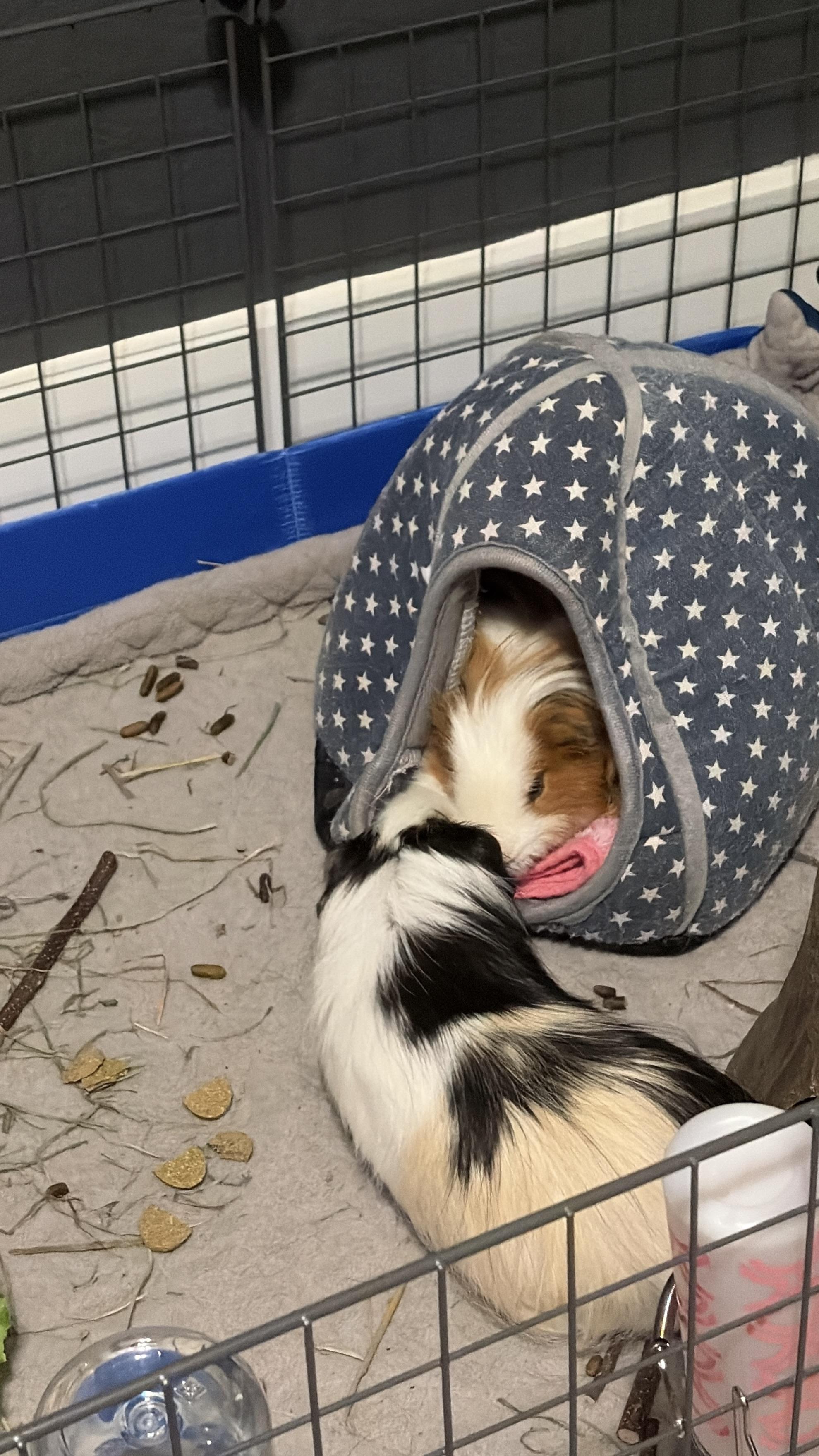 Enlarge Wayne & Garth, a Adoptable Guinea Pig in Austin, TX image 3/3