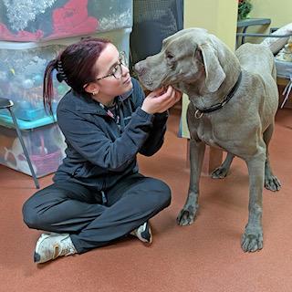 Enlarge Fenny , a ADOPTABLE Great Dane in POTOMAC, MD image 5/5