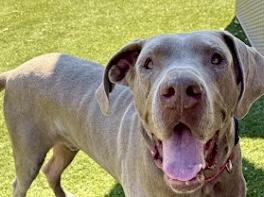Enlarge Fenny , a ADOPTABLE Great Dane in POTOMAC, MD image 3/5