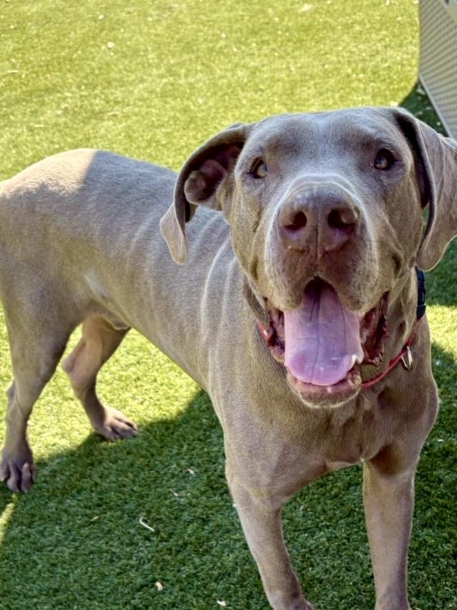 Enlarge Fenny , a ADOPTABLE Great Dane in POTOMAC, MD image 4/5
