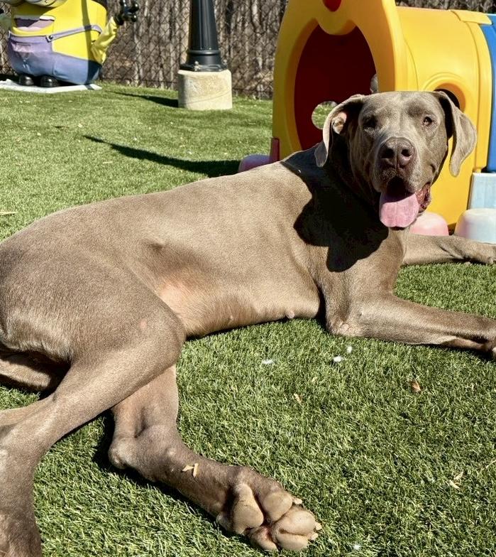 Enlarge Fenny , a ADOPTABLE Great Dane in POTOMAC, MD image 2/5