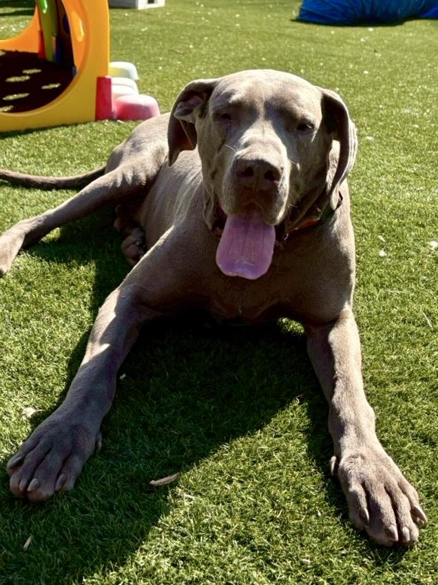 Enlarge Fenny , a ADOPTABLE Great Dane in POTOMAC, MD image 1/5