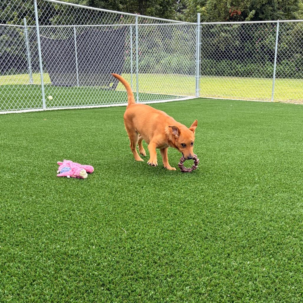 Walter, a Adoptable Shepherd in Brookfield, MO image 3/4