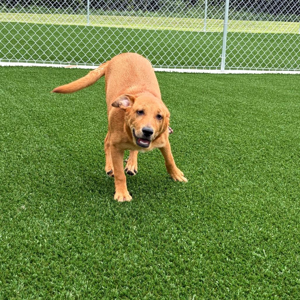 Walter, a Adoptable Shepherd in Brookfield, MO image 4/4