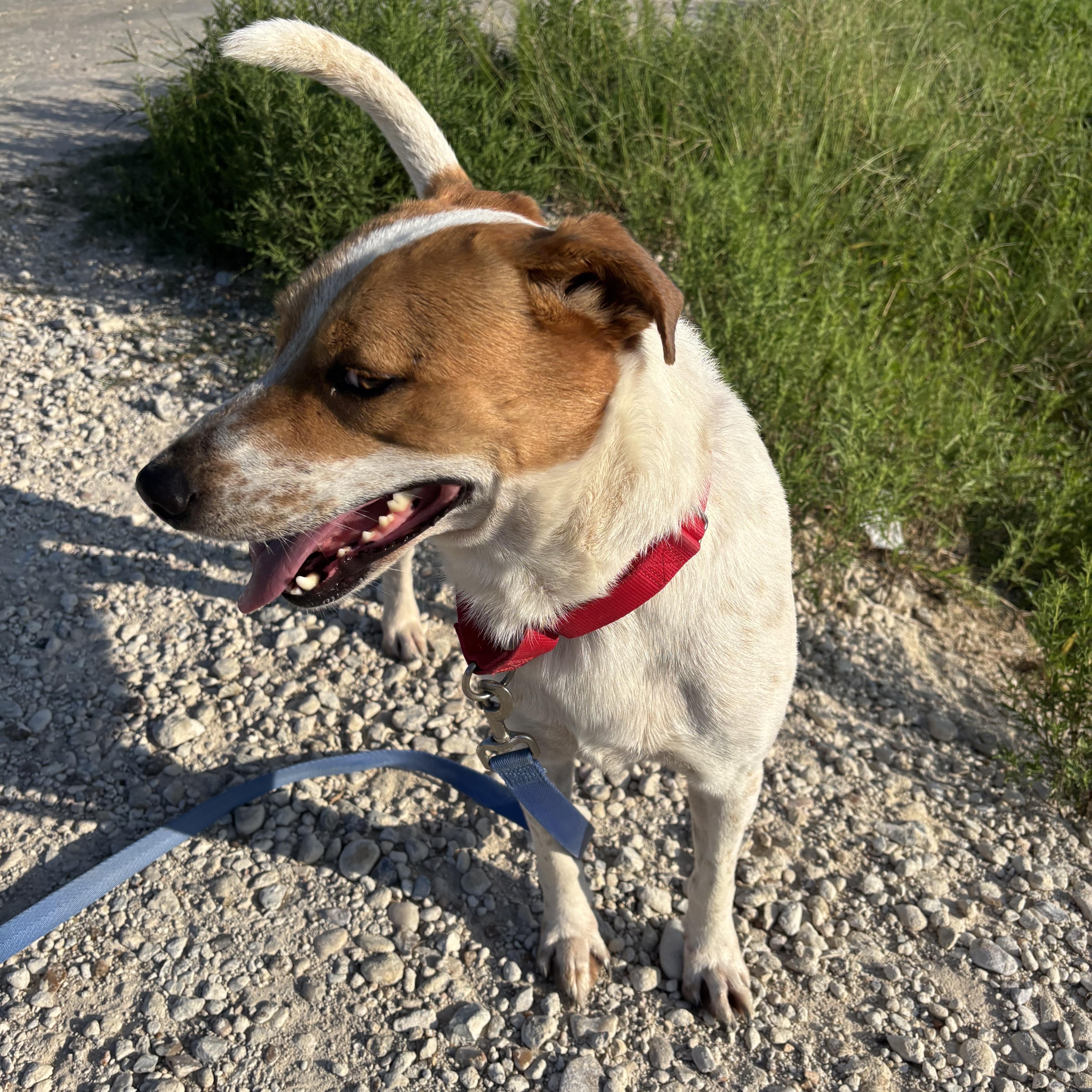 Richie, a Adoptable mixed breed in Jay, NY image 3/6