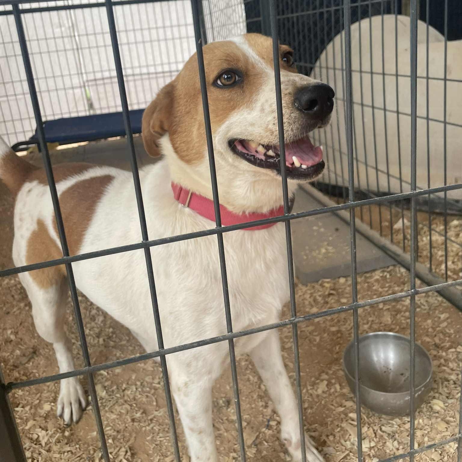 Richie, a Adoptable mixed breed in Jay, NY image 4/6