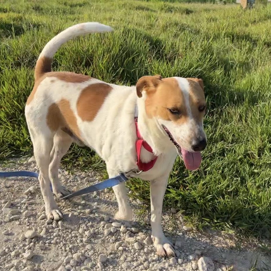 Richie, a Adoptable mixed breed in Jay, NY image 2/6