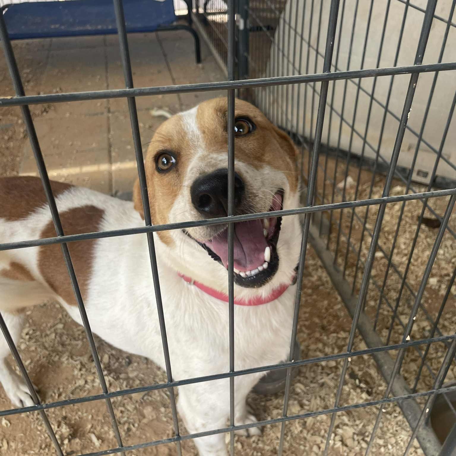 Richie, a Adoptable mixed breed in Jay, NY image 6/6