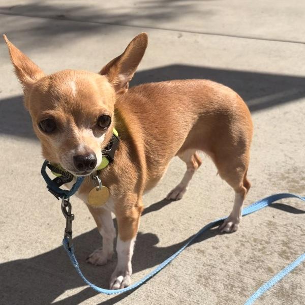Squeaks, Adoptable, Adult Female Chihuahua.