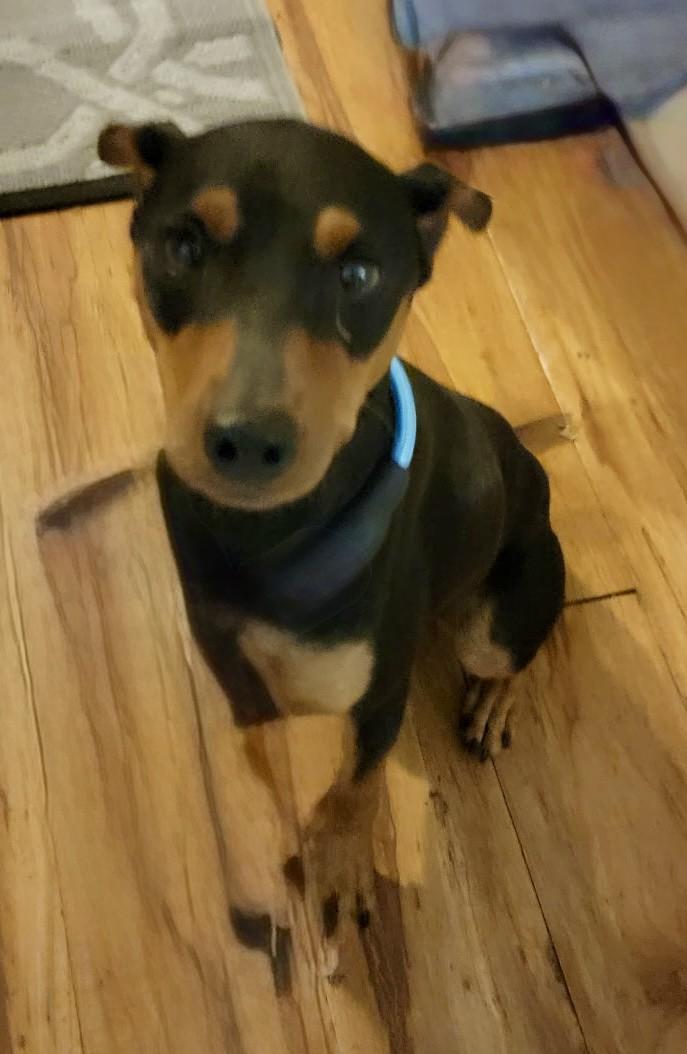 Enlarge TOBIAS, a Adoptable mixed breed in fort worth, TX image 2/3