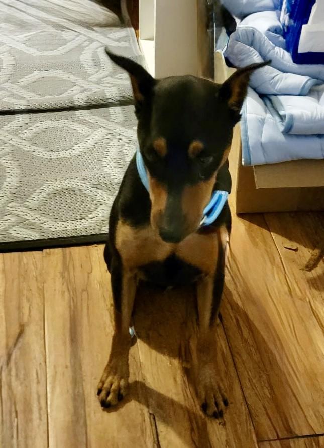 Enlarge TOBIAS, a Adoptable mixed breed in fort worth, TX image 3/3
