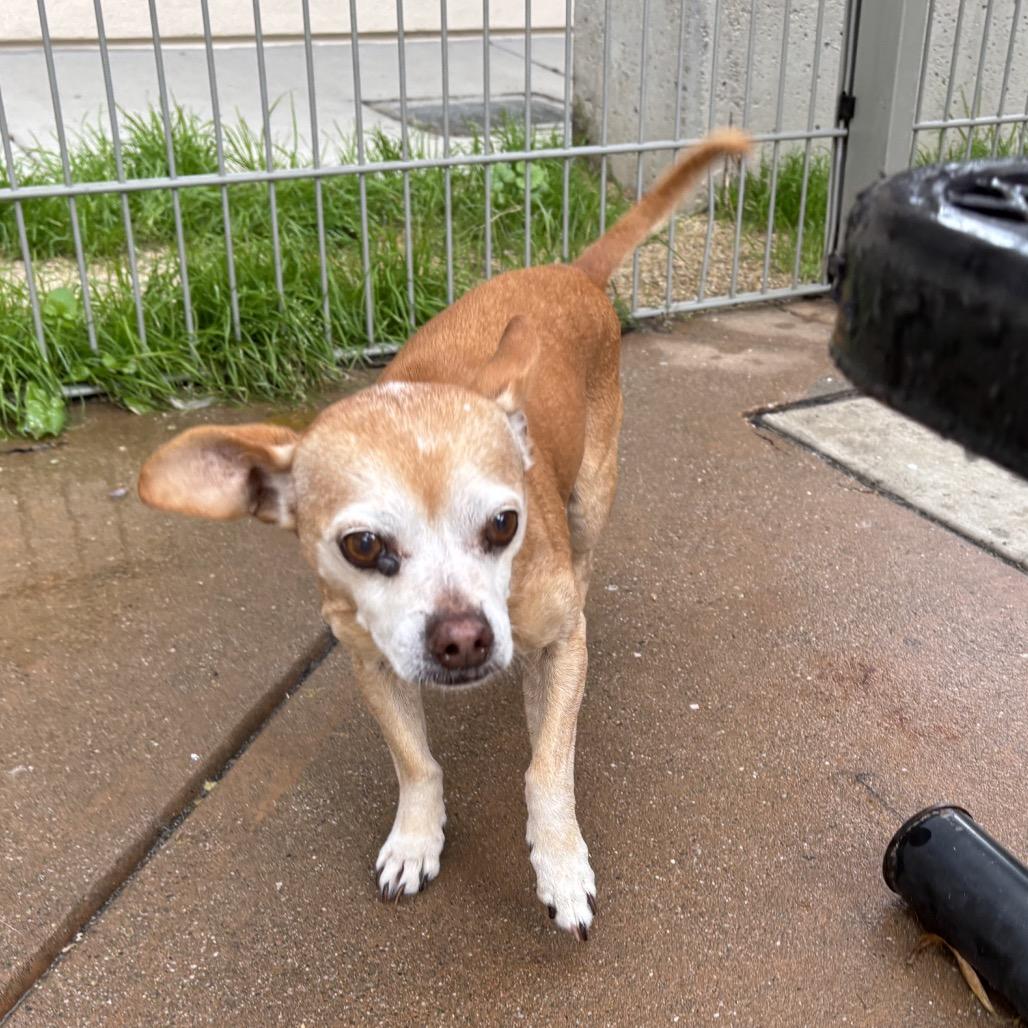 Romeo — thumbnail 2