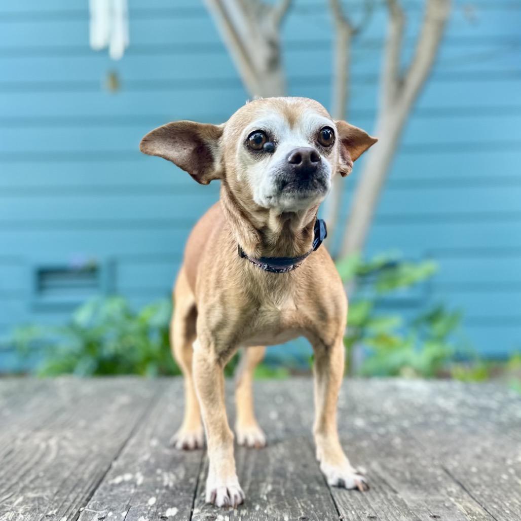 Romeo — thumbnail 3