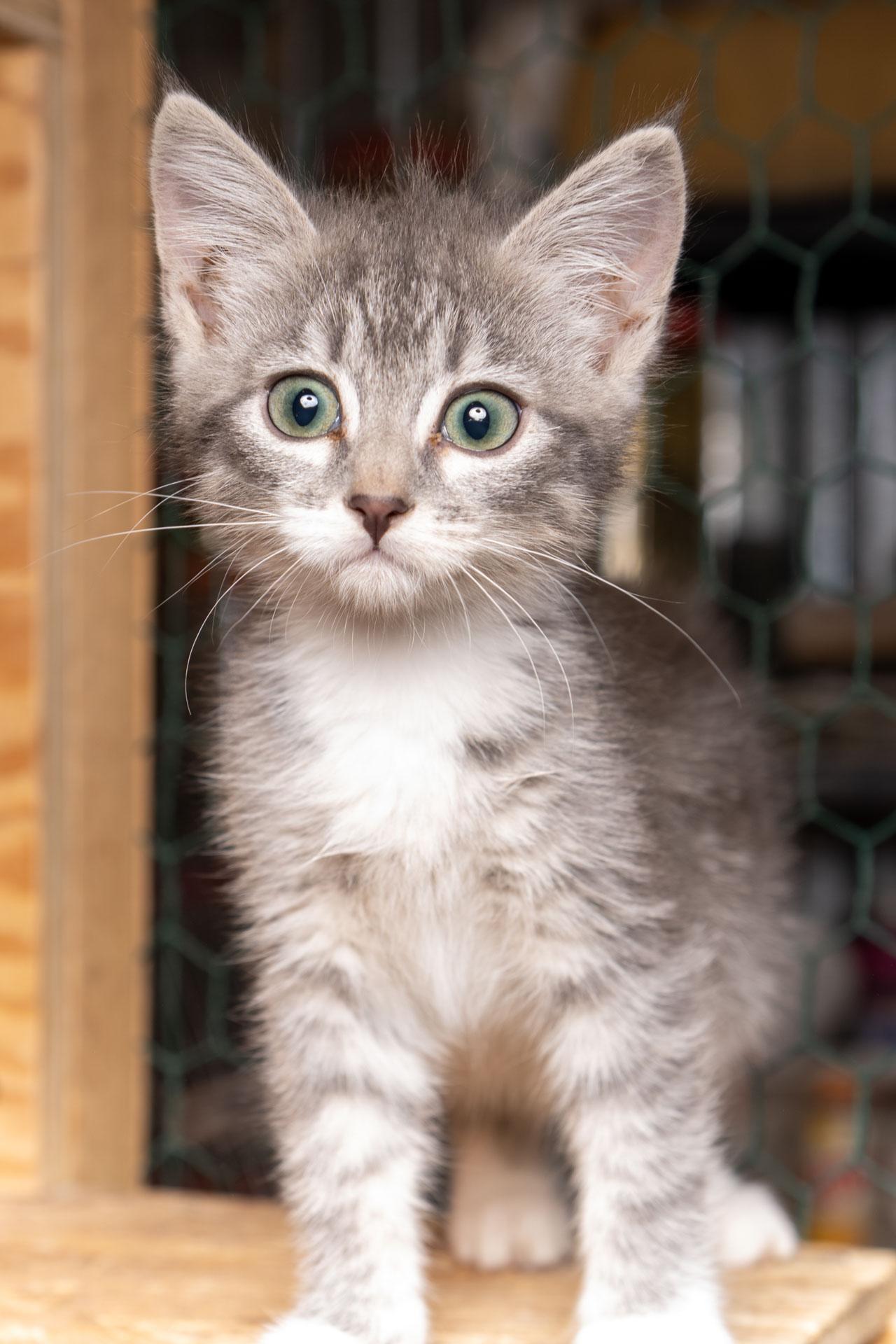 Garrison, Adoptable, Kitten Male Tabby.