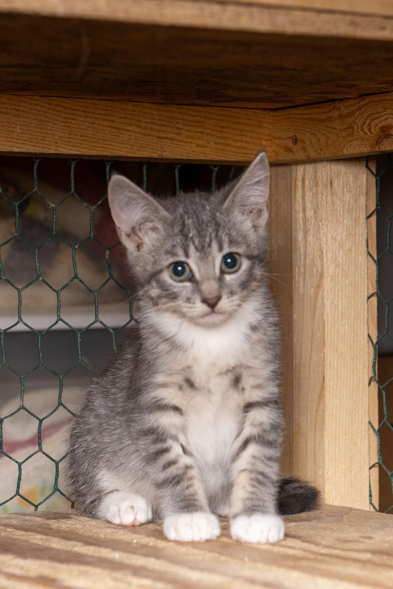 Enlarge Garrison, a Adoptable Tabby in Cardwell, MT image 2/2