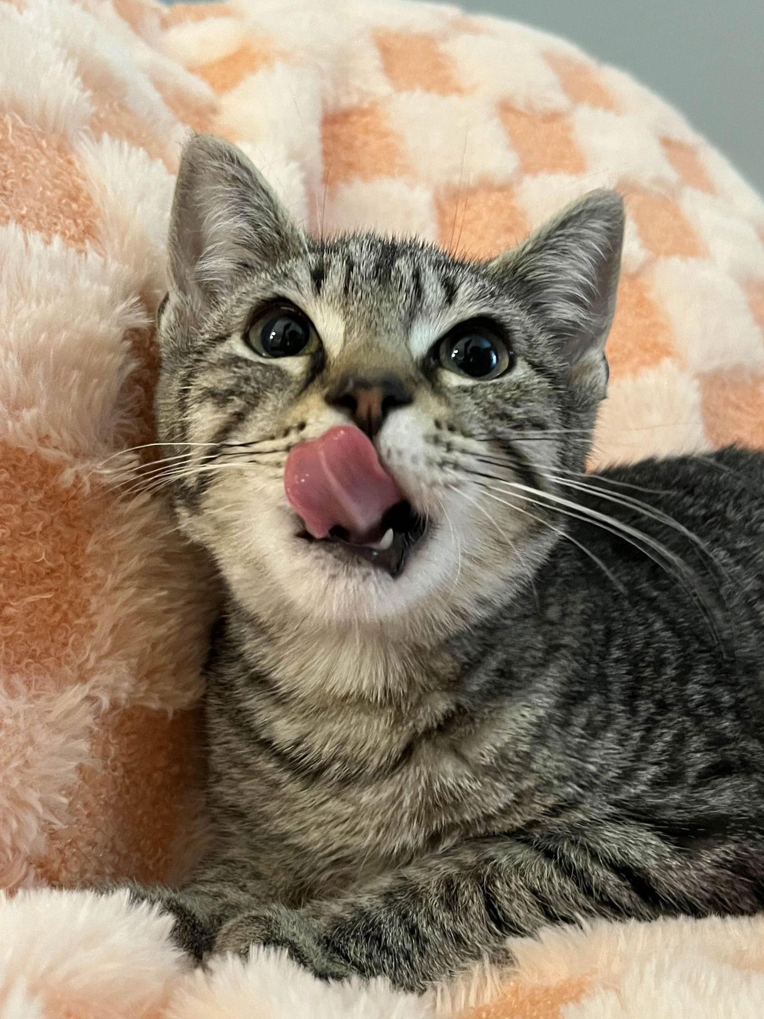 Rapunzel, Adoptable, Young Female Domestic Short Hair.