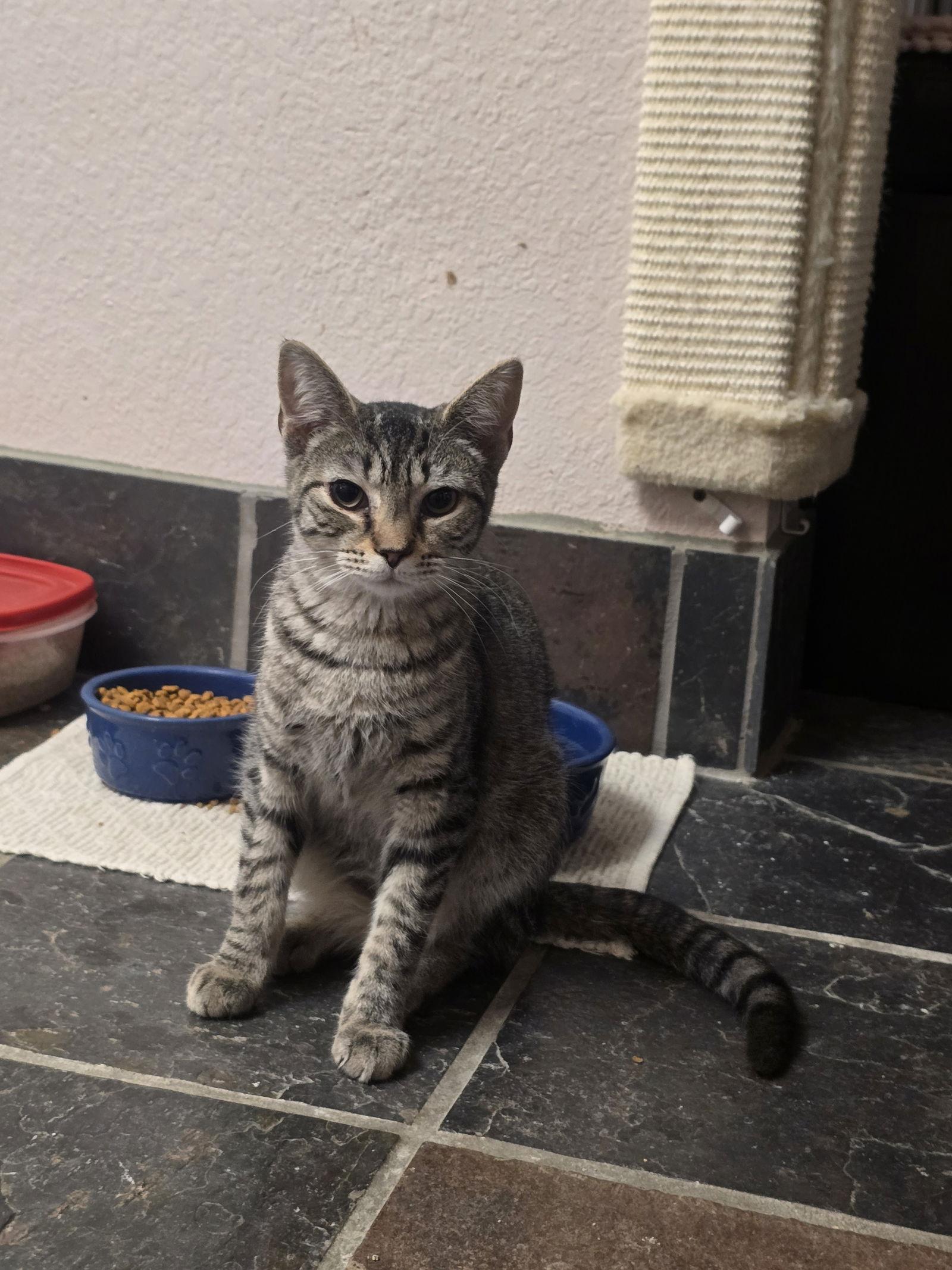 Rapunzel, a Adoptable Domestic Short Hair in Evergreen, CO image 2/3