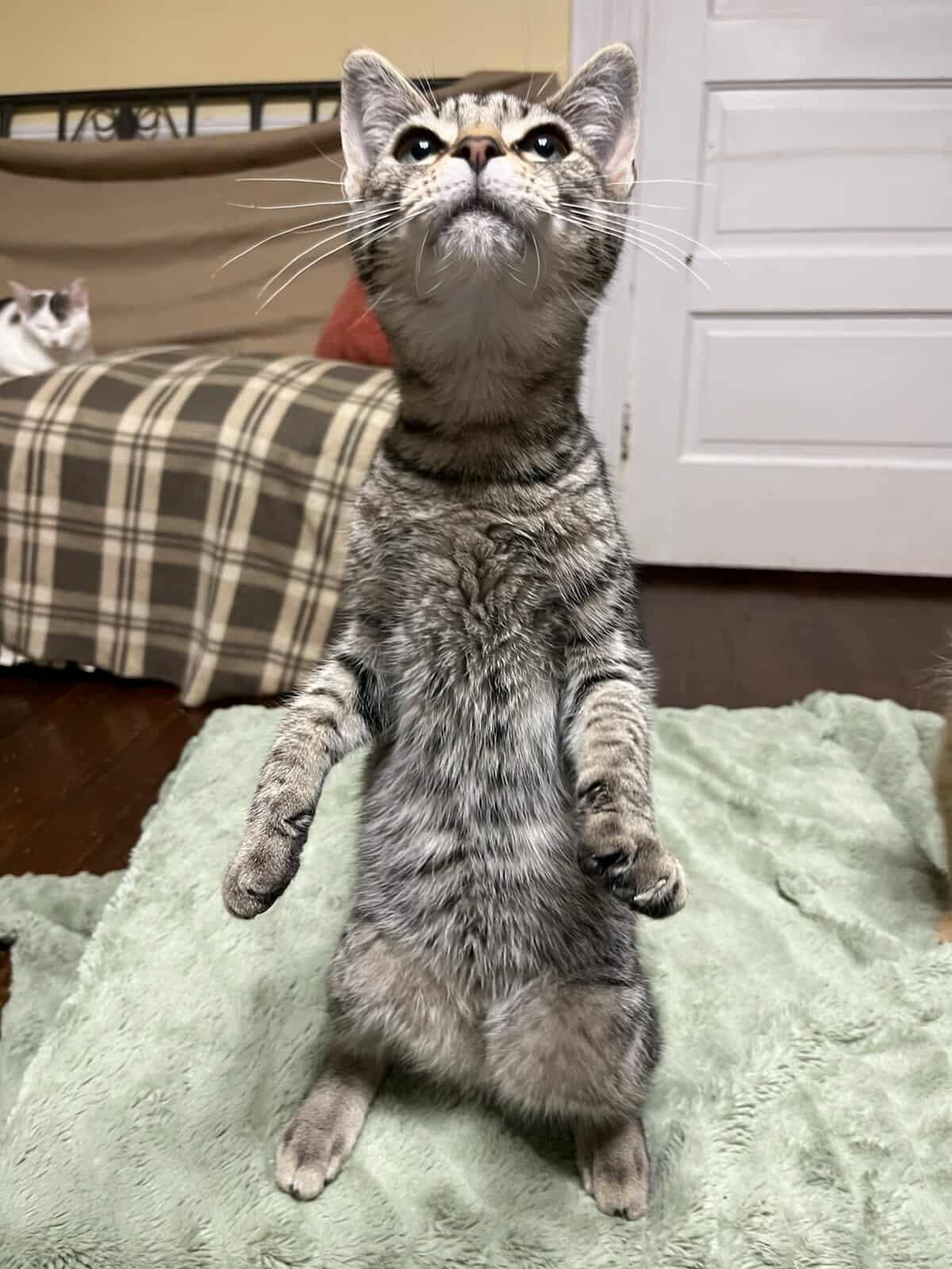 Rapunzel, a Adoptable Domestic Short Hair in Evergreen, CO image 3/3