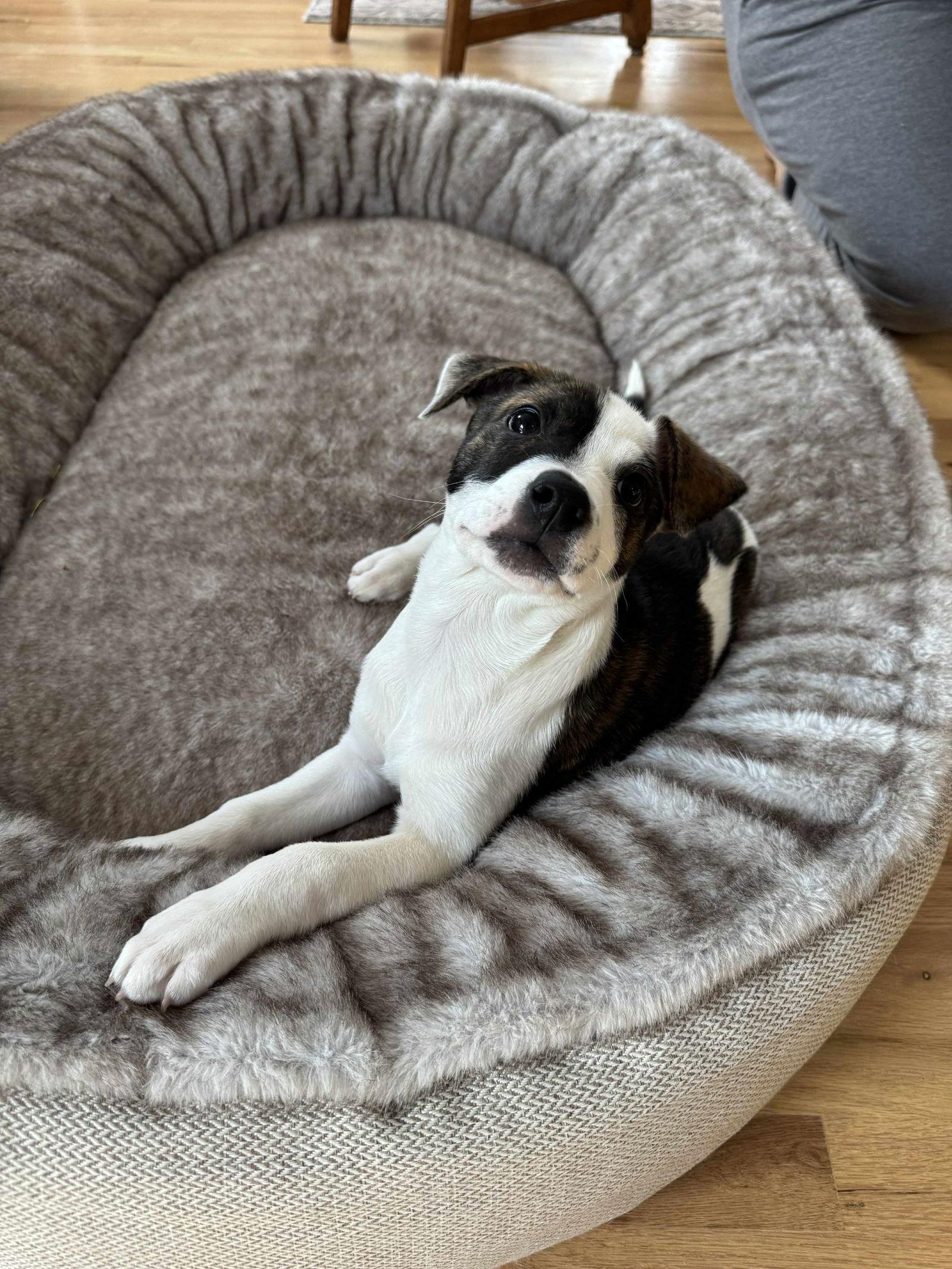 Lilac, Adoptable, Puppy Female Hound & American Staffordshire Terrier.