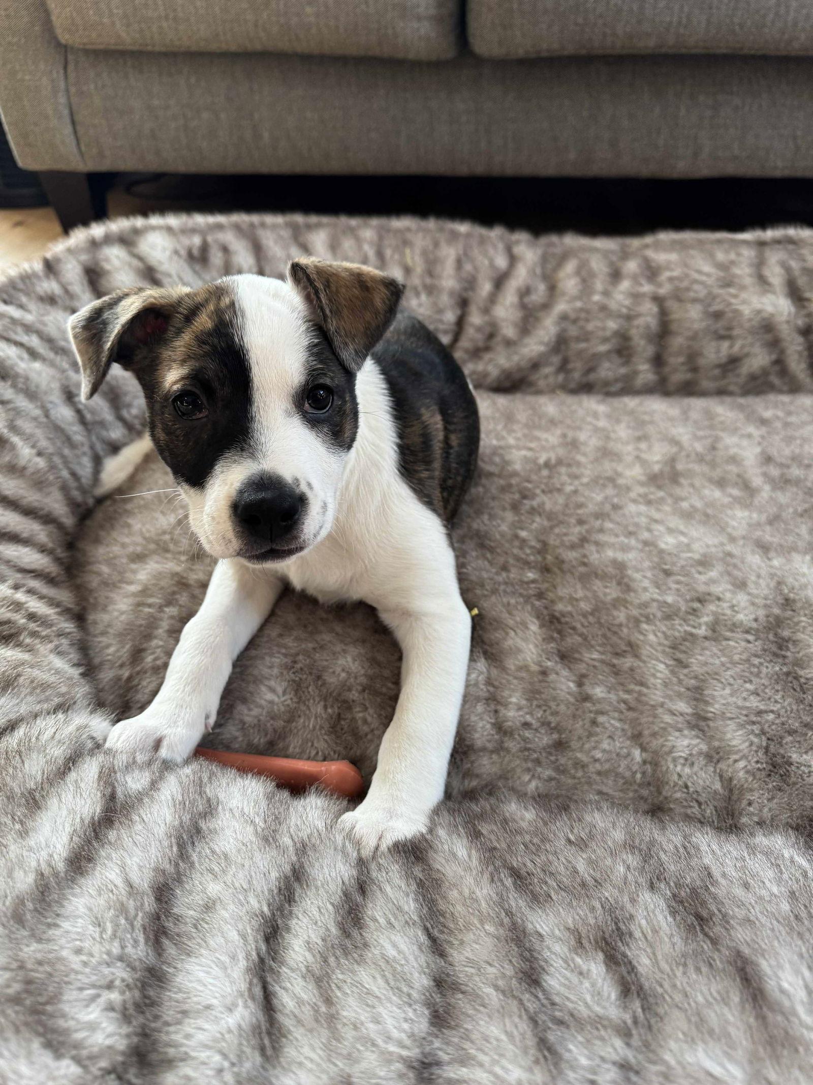 Enlarge Lilac, a Adoptable mixed breed in Duluth, MN image 2/3