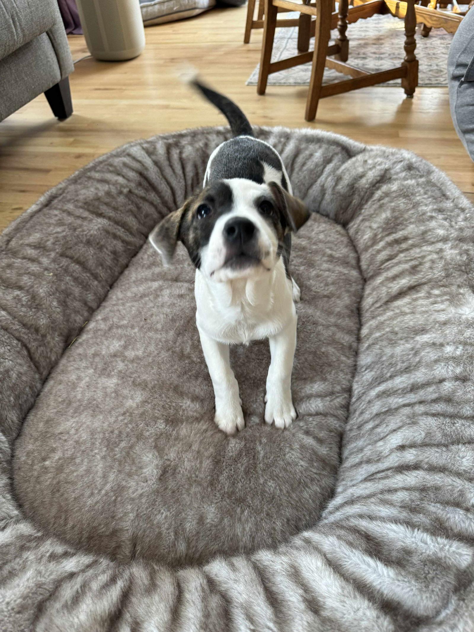 Enlarge Lilac, a Adoptable mixed breed in Duluth, MN image 3/3