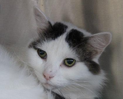 Baby Doll, Adoptable, Adult Female Domestic Long Hair.