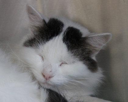 Enlarge Baby Doll, a Adoptable Domestic Long Hair in West Seneca, NY image 2/3