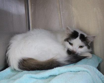 Enlarge Baby Doll, a Adoptable Domestic Long Hair in West Seneca, NY image 3/3