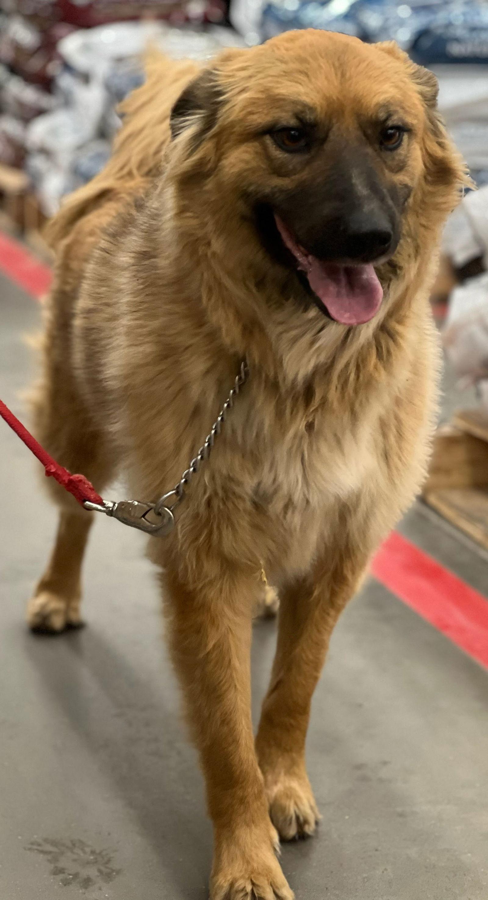 Sera, Adoptable, Adult Female Australian Shepherd.