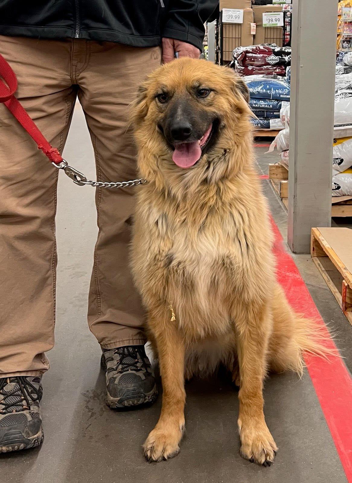 Enlarge Sera, a Adoptable Australian Shepherd in Winter Park, CO image 2/2