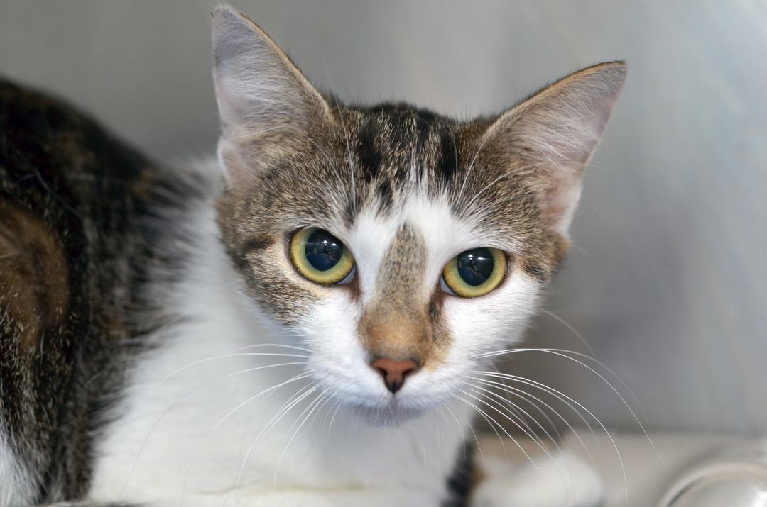 Enlarge Celia, an adopted mixed breed in Sanford, FL image 2/3