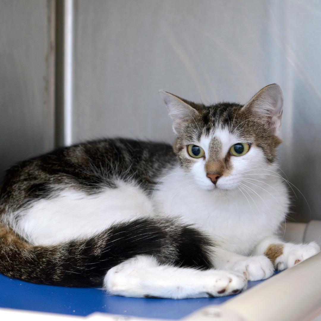 Enlarge Celia, an adopted mixed breed in Sanford, FL image 3/3