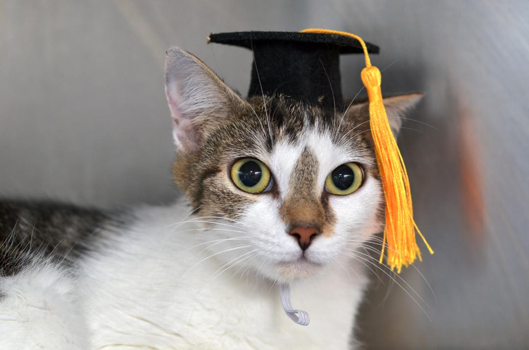 Celia, adopted, Adult Female Domestic Short Hair & Tiger.