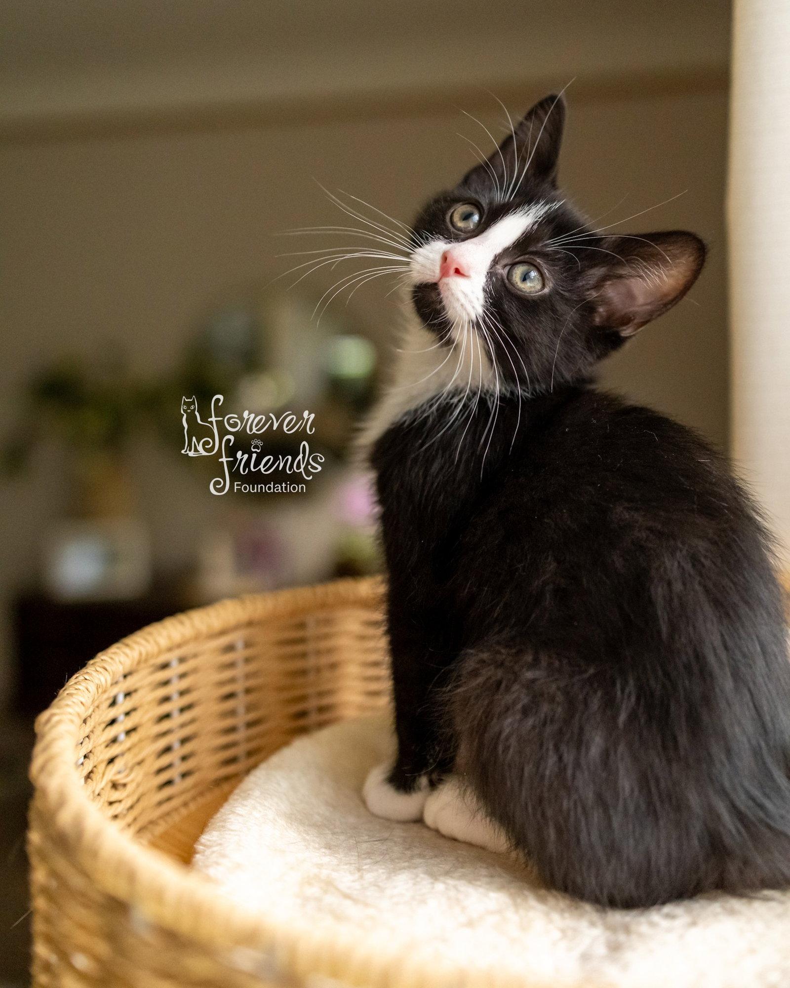 JASPER, a Adoptable Domestic Medium Hair in Northfield, OH image 1/2