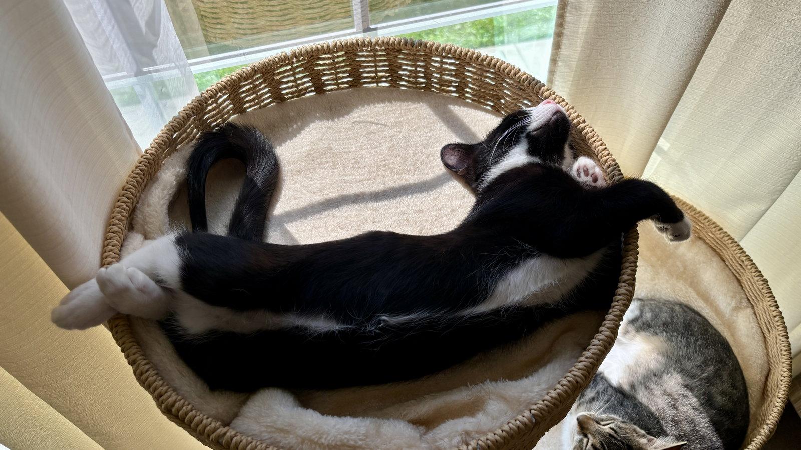 JASPER, a Adoptable Domestic Medium Hair in Northfield, OH image 2/2