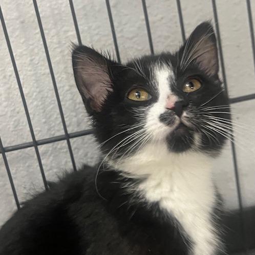 Slide, Adoptable, Kitten Female Domestic Short Hair.